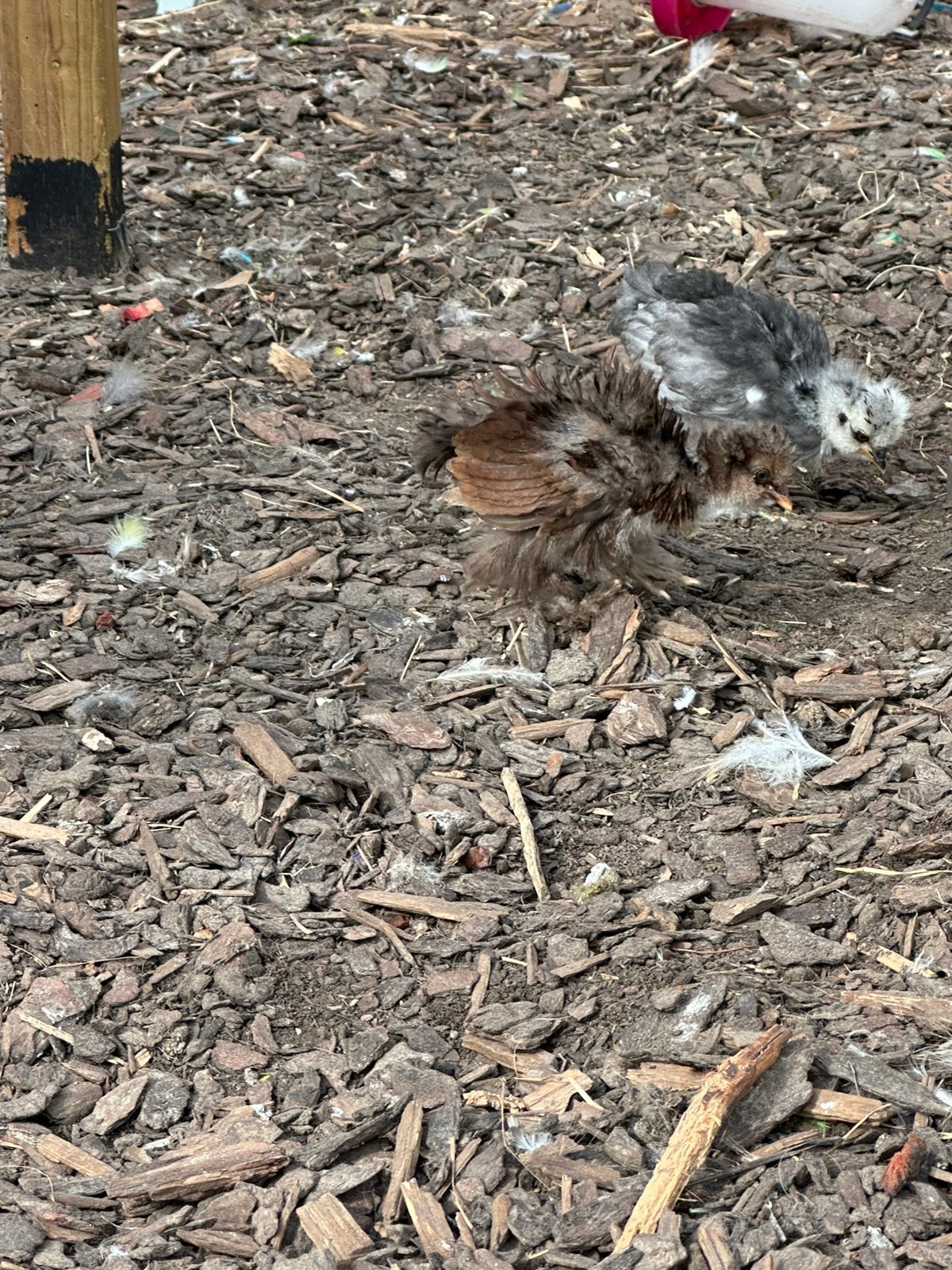Zijdehoen kuiken, Dieren en Toebehoren, Vrouwelijk, Kip