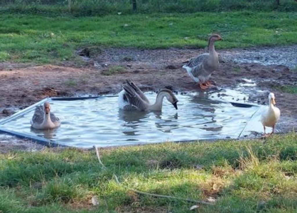 GEZOCHT: EENDEN, GANZEN & PLUIMVEE, Dieren en Toebehoren