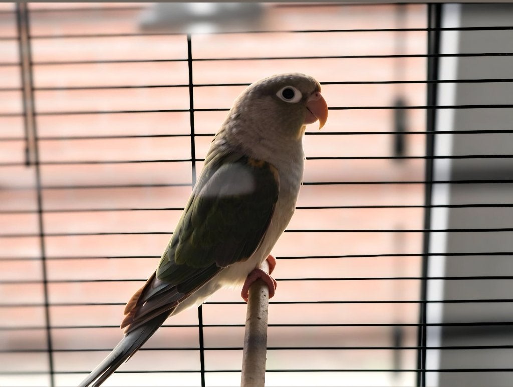 Pyrrhura, Geslacht onbekend, Dwergpapegaai of Agapornis, Tam