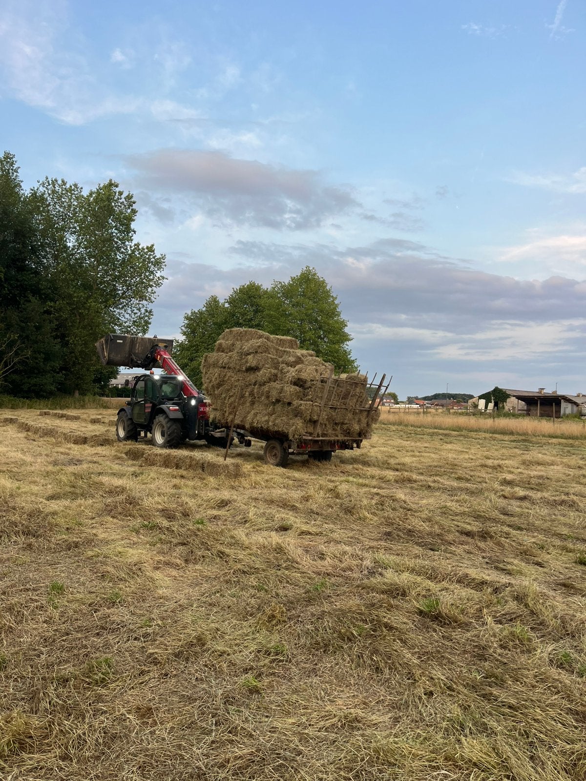 Kleine balen hooi te koop, Zakelijke goederen, Landbouw | Veevoer, Ophalen