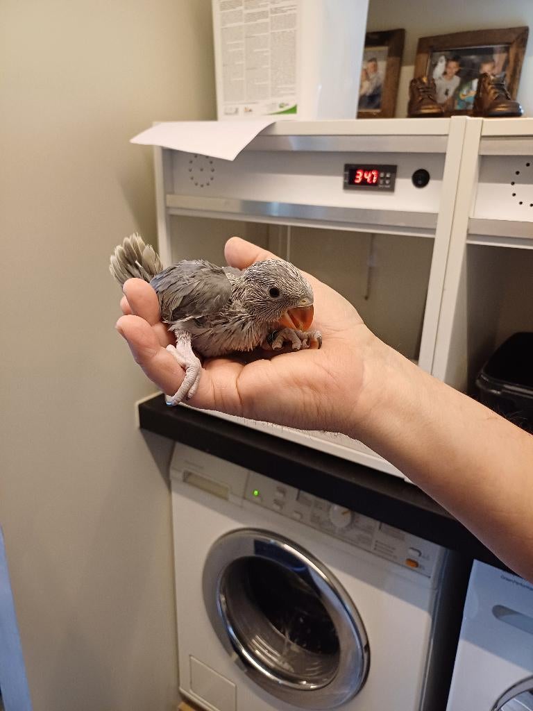 handtamme halsbandparkiet, Dieren en Toebehoren, Tam