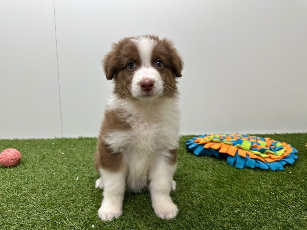 Chiots Bergers Australiens, Plusieurs, Hépatite contagieuse (maladie de Rubarth), Belgique, Berger
