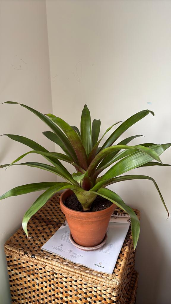 Tropische Bromelia kamerplant, Huis en Inrichting, Kamerplanten, Overige soorten, In pot, Minder dan 100 cm, Bloeiende kamerplant