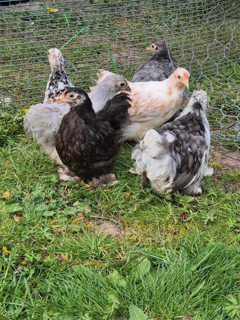 Cochin kriel hennetjes te koop, Dieren en Toebehoren, Pluimvee