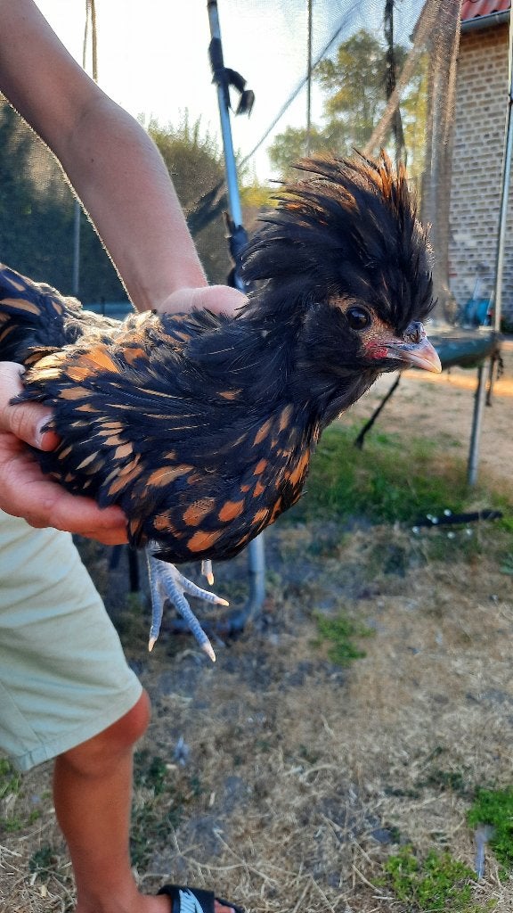 Padua kuikens haantjes, Dieren en Toebehoren, Mannelijk, Kip