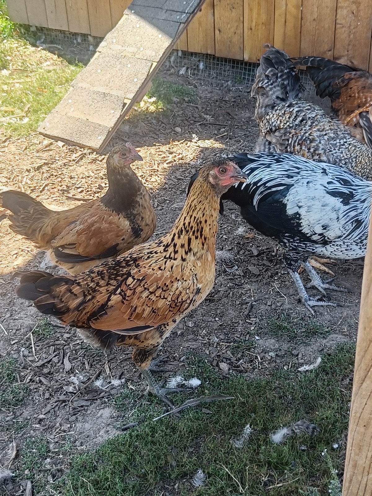 belle jeune poule rose, Poule ou poulet