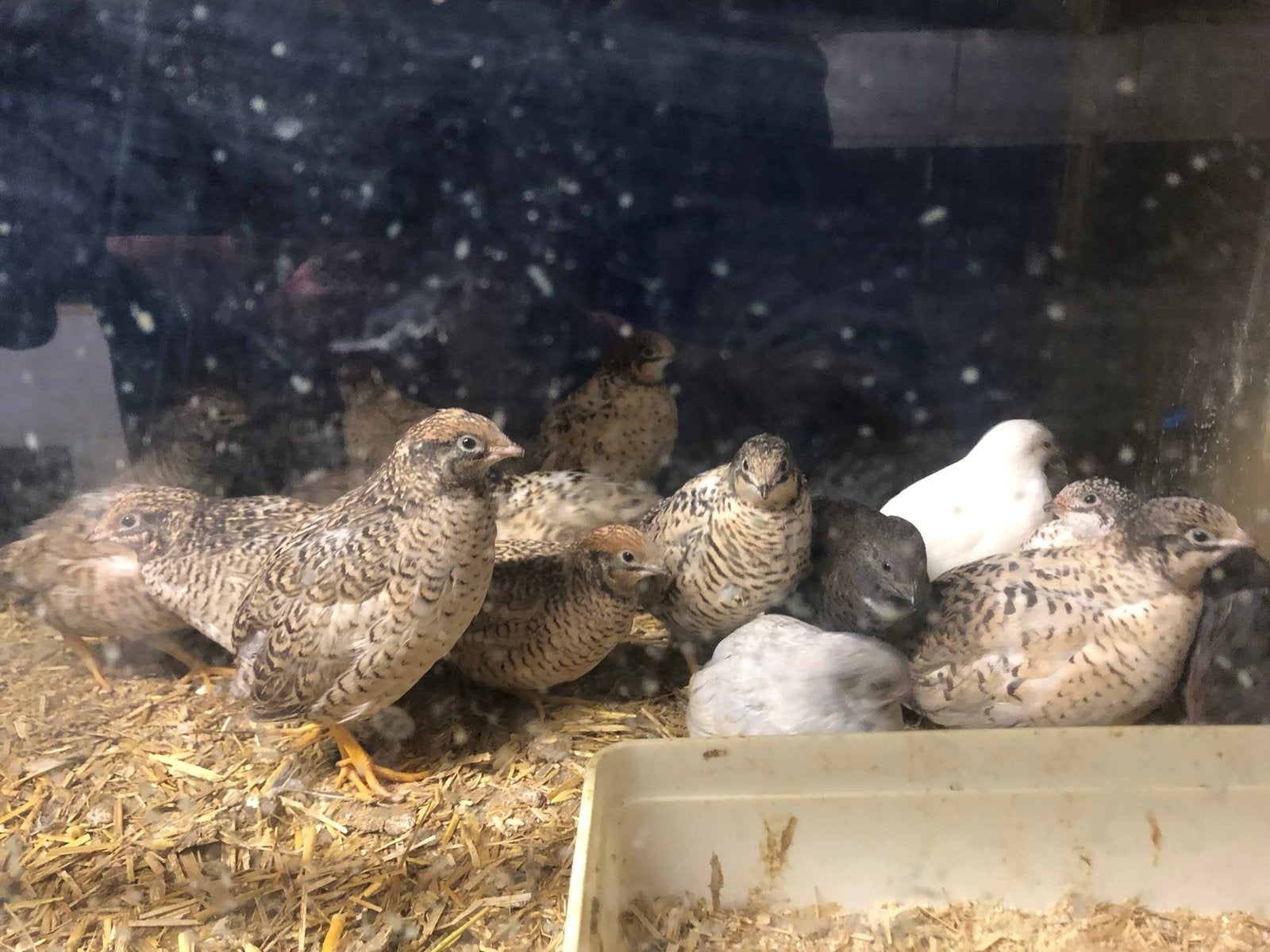 Chinese dwergkwartel, Dieren en Toebehoren, Pluimvee