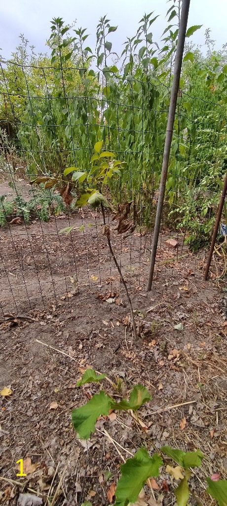 okkernoten boom / walnoten boom, Enlèvement, Autres espèces
