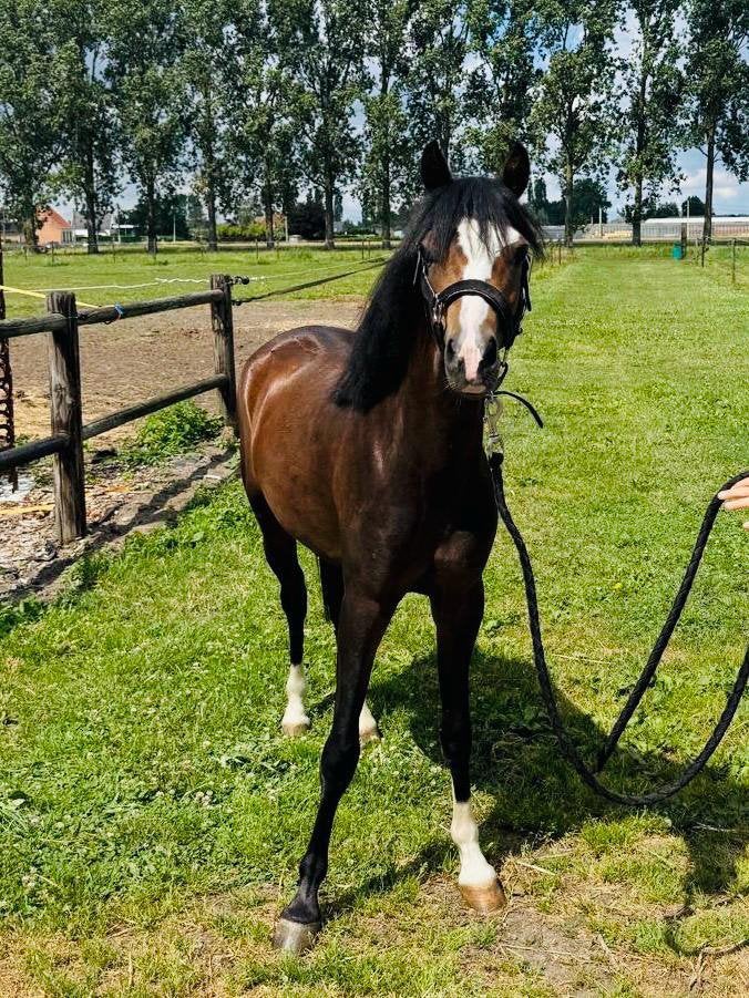 C pony, Met stamboom, Ruin, Springpony, 0 tot 2 jaar