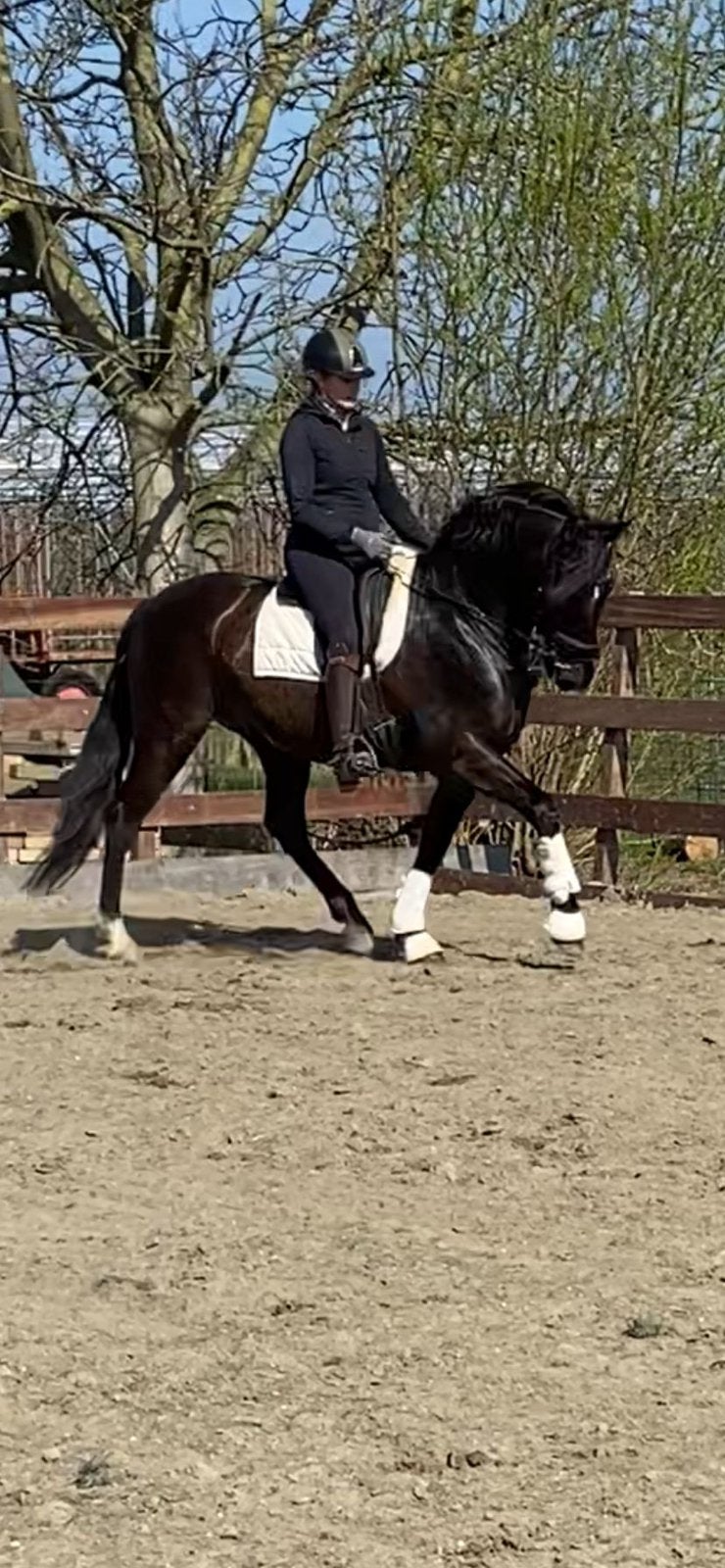 Pre ruin, Dieren en Toebehoren, Paarden, ZZ, Met stamboom, Ruin, Dressuurpaard