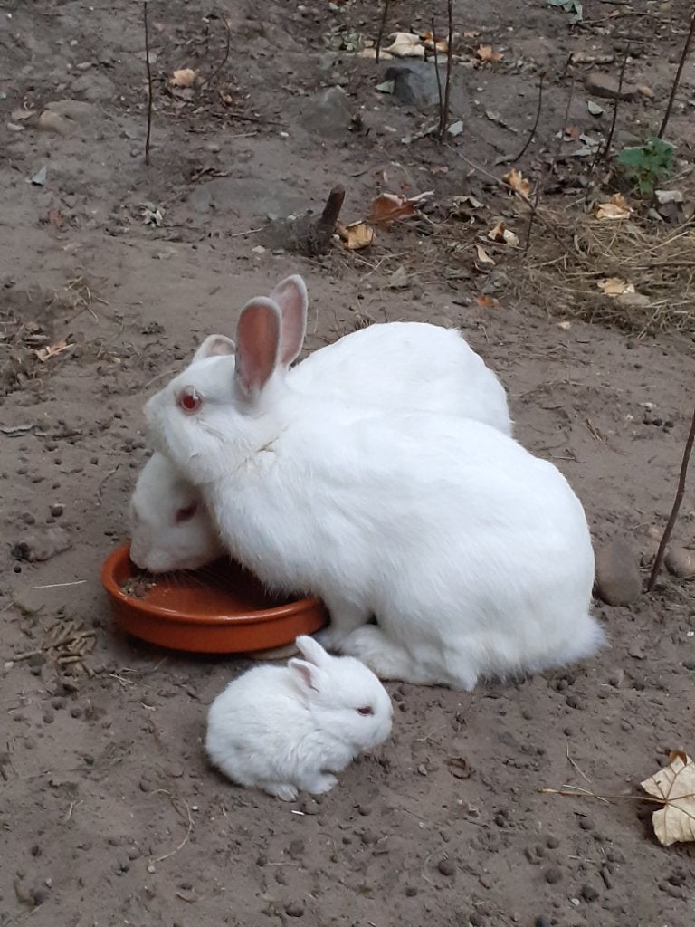 Konijnen, Dieren en Toebehoren, Konijnen