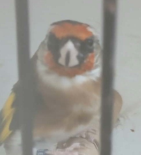 Europse putter, Dieren en Toebehoren, Mannelijk, Wildzangvogel