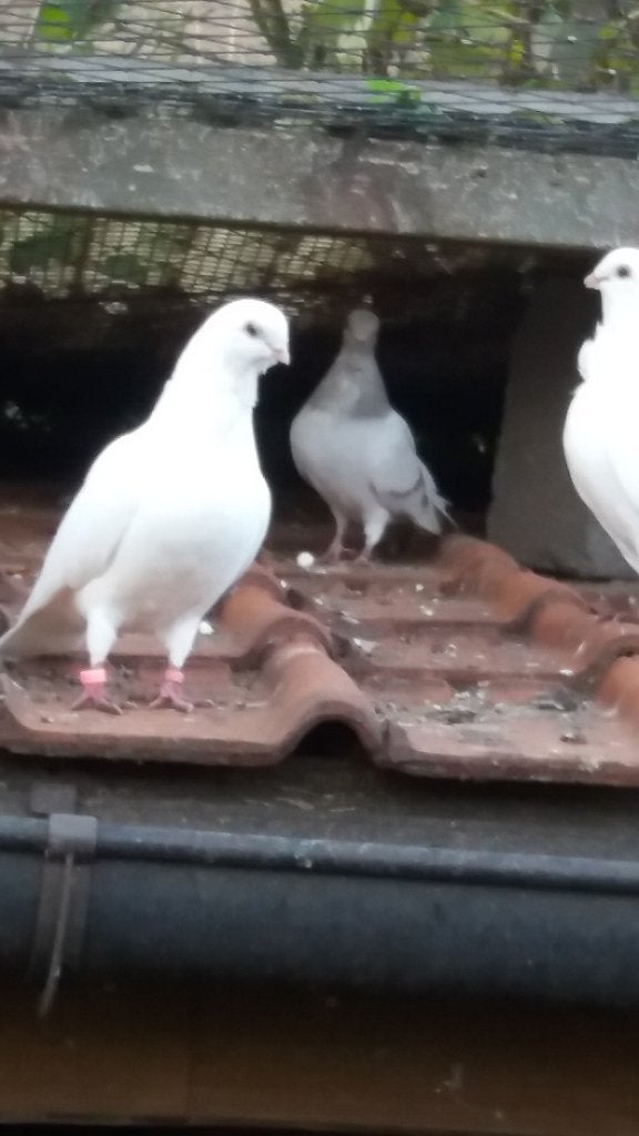 Figurita duifjes, Plusieurs animaux
