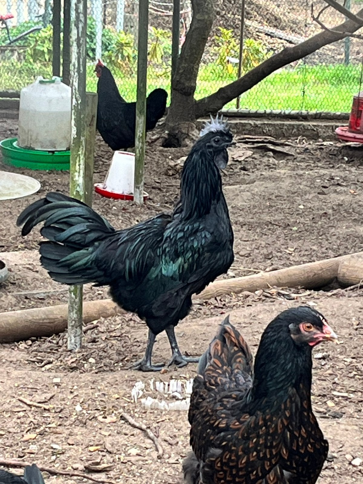 Ayam Cemani haan 2026, Mâle, Poule ou poulet