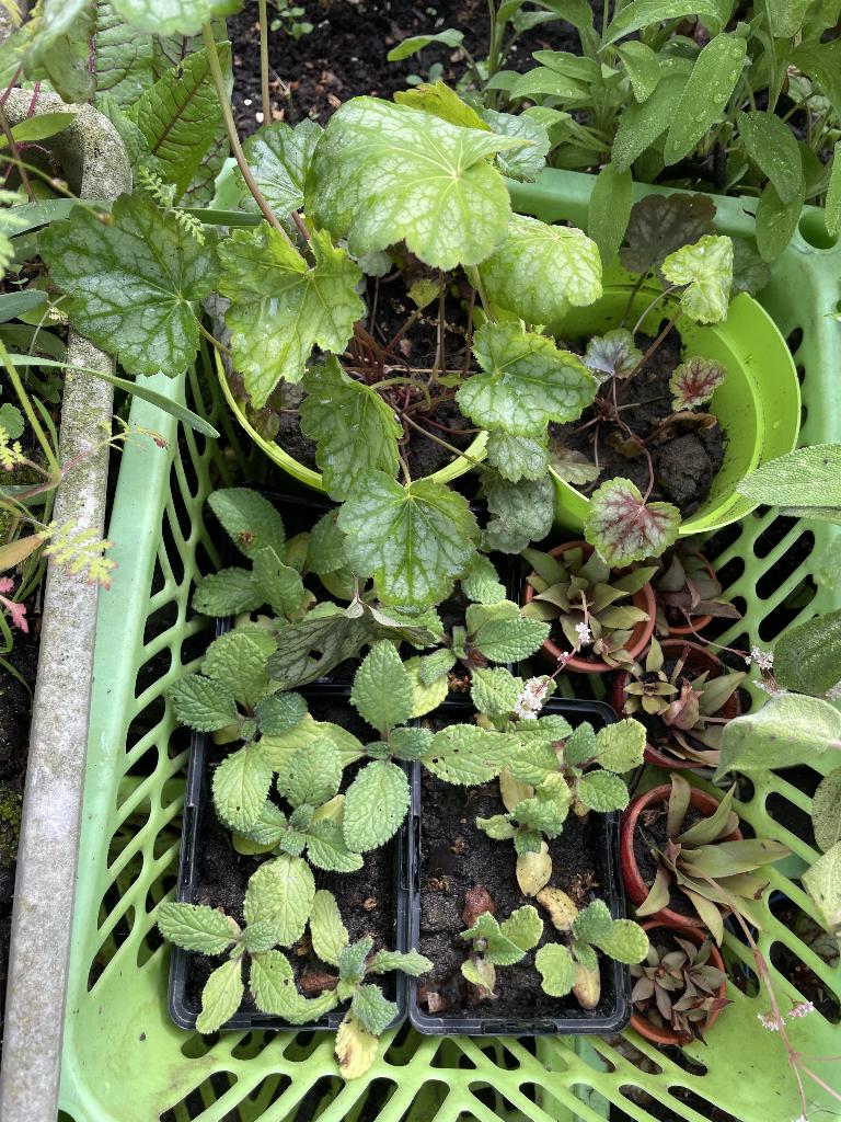 heucheria,vlinderstruik,boragie,varen,vetplant,moederkruid,, Tuin en Terras, Ophalen, Kruiden