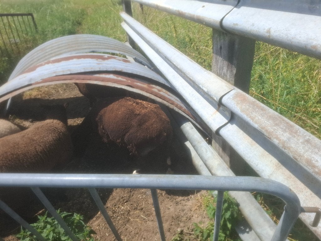 Ooi, Dieren en Toebehoren, Schapen, Geiten en Varkens