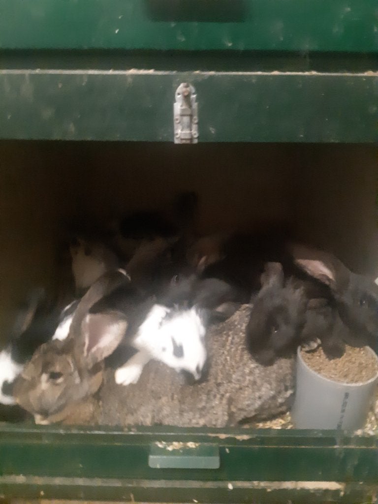 Jonge konijnen, Plusieurs animaux, Grand