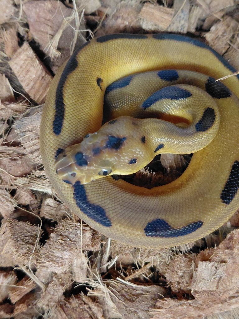 enchi leopard clown Ball Python - unknown for sale from steven
