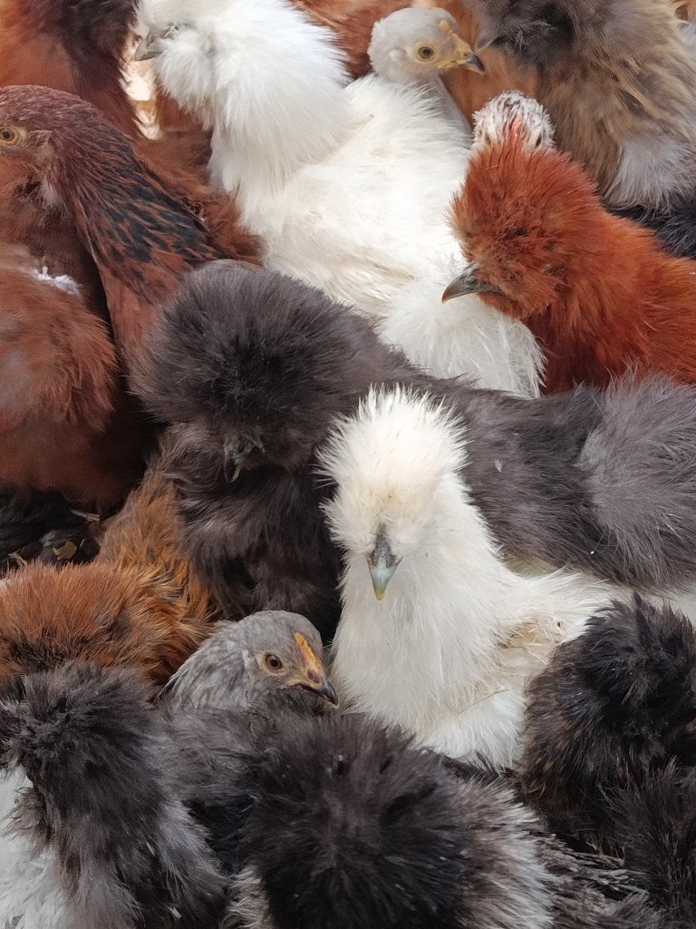 poule soie , cochin, poule soie, padoue et bien d'autres, Animaux & Accessoires, Femelle, Poule ou poulet
