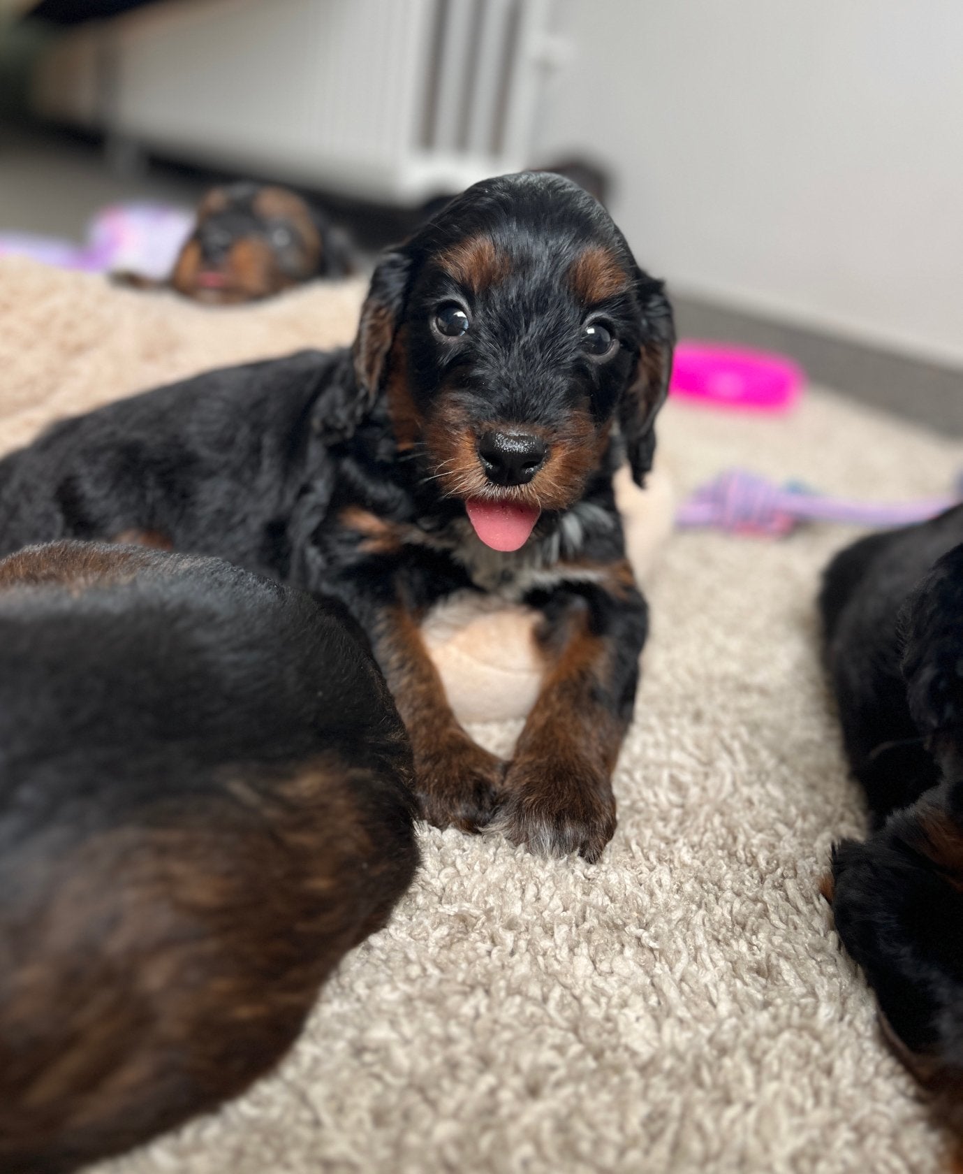 Beaux chiots cockapoo (cocker anglais x caniche nain), Animaux & Accessoires, Plusieurs, Hépatite contagieuse (maladie de Rubarth)