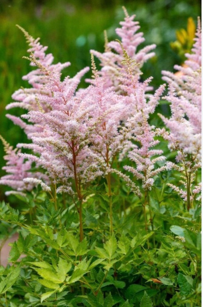 Astilbe - grote kluiten, Ophalen