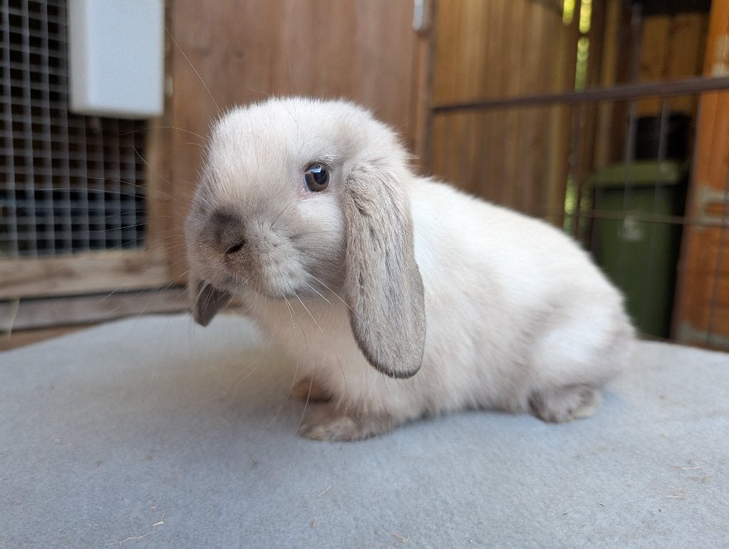 Lieve nhd voedsters, 8wkn oud, ingeënt, Dieren en Toebehoren, Konijnen, Vrouwelijk, Dwerg, Hangoor, 0 tot 2 jaar
