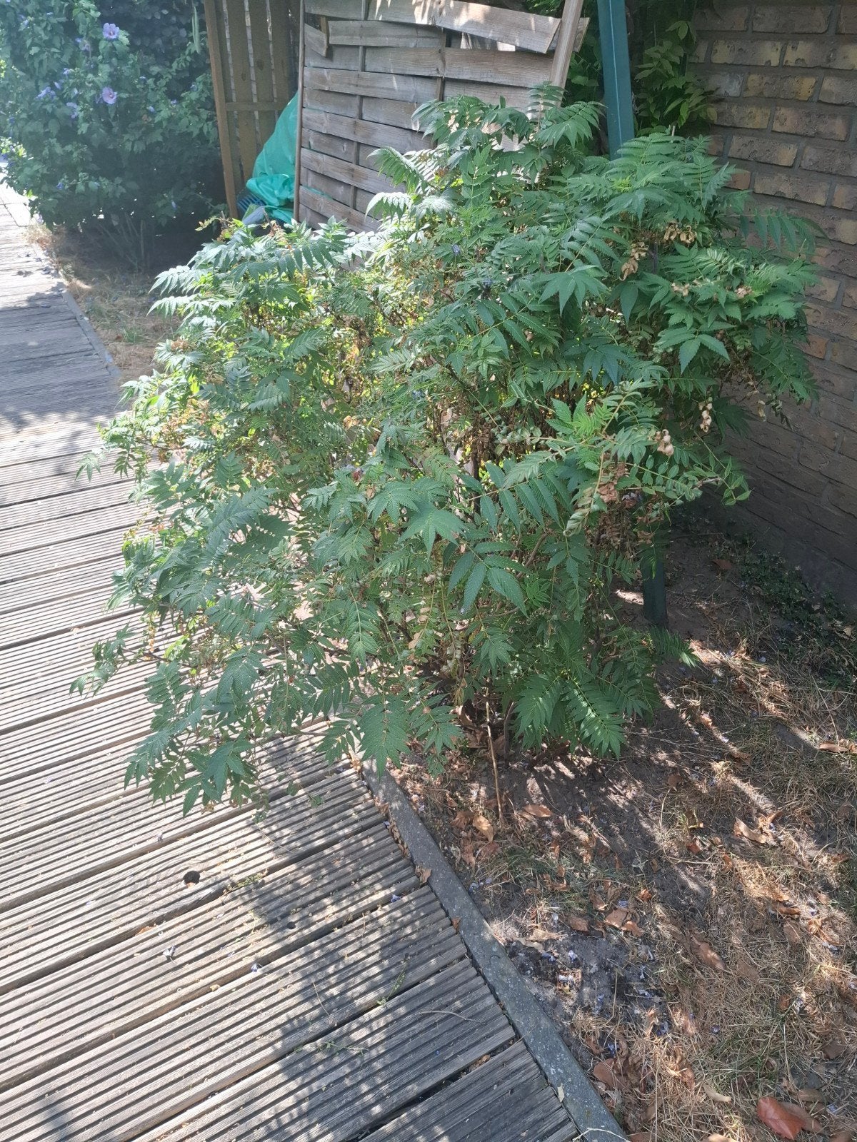 gratis lijsterbesspirea weg tegen 5 aug, Tuin en Terras, Planten | Bomen, Ophalen