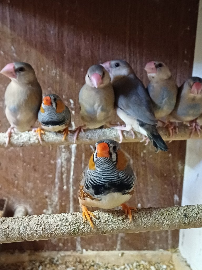 Rijstvogels & zebravinkjes