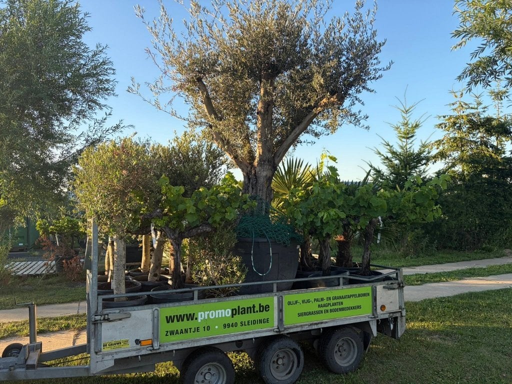Super PROMOS bij PROMOplant. Olijf-palm en zoveel meer., Ophalen