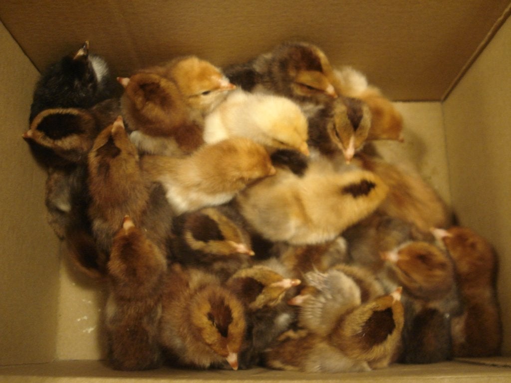 kuikens leghorn (porselein), Dieren en Toebehoren, Pluimvee, Geslacht onbekend, Kip