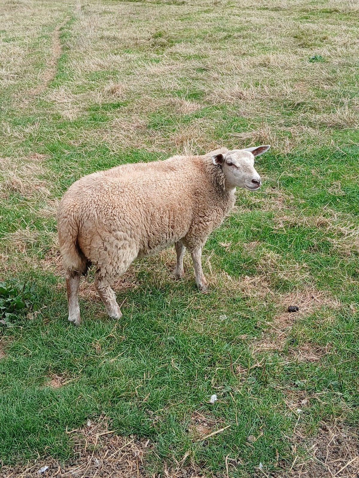 3 stevige ooien lammeren, Femelle