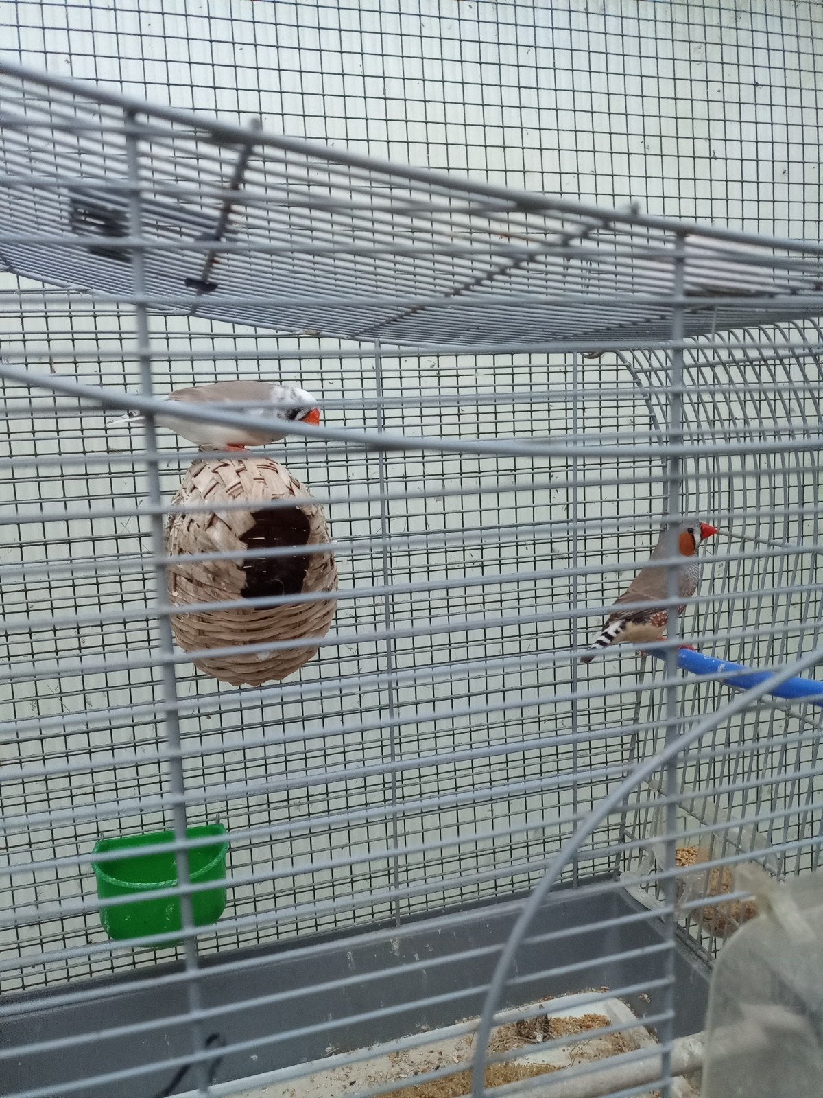 koppel jonge zebravinken, Dieren en Toebehoren