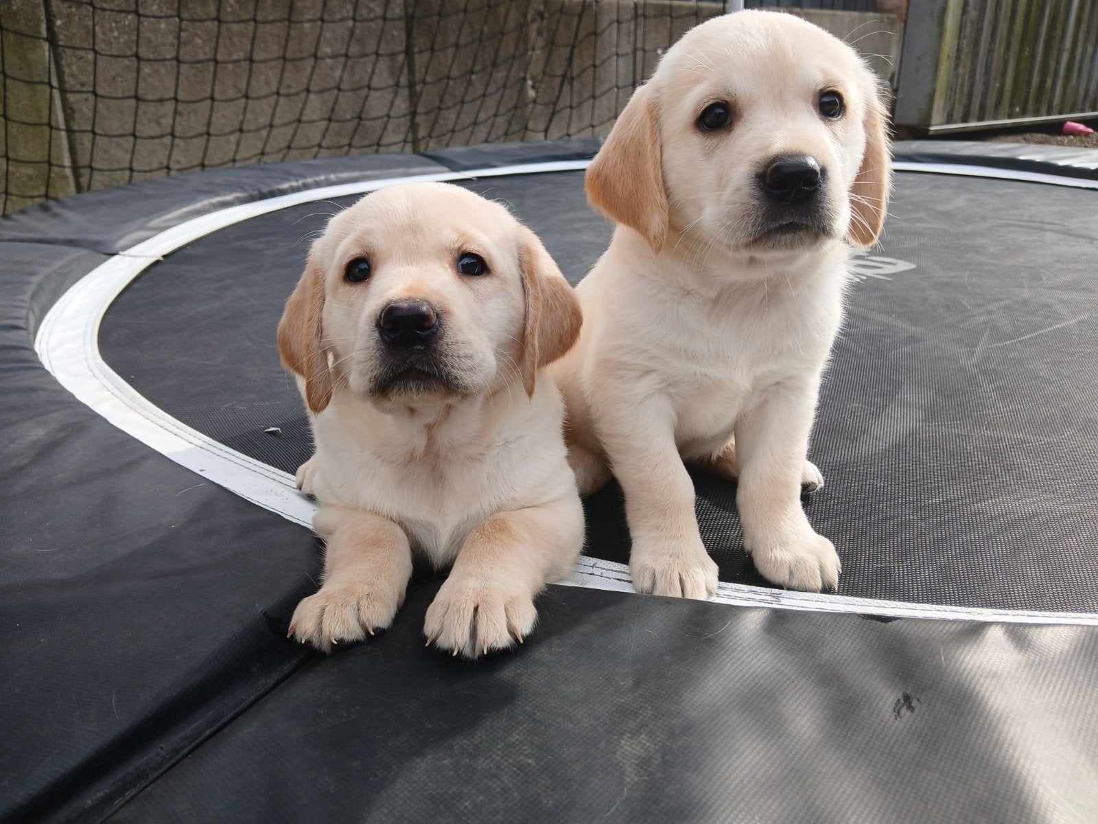 Labrador pups zoeken, Dieren en Toebehoren, België, 8 tot 15 weken, Meerdere, Meerdere dieren