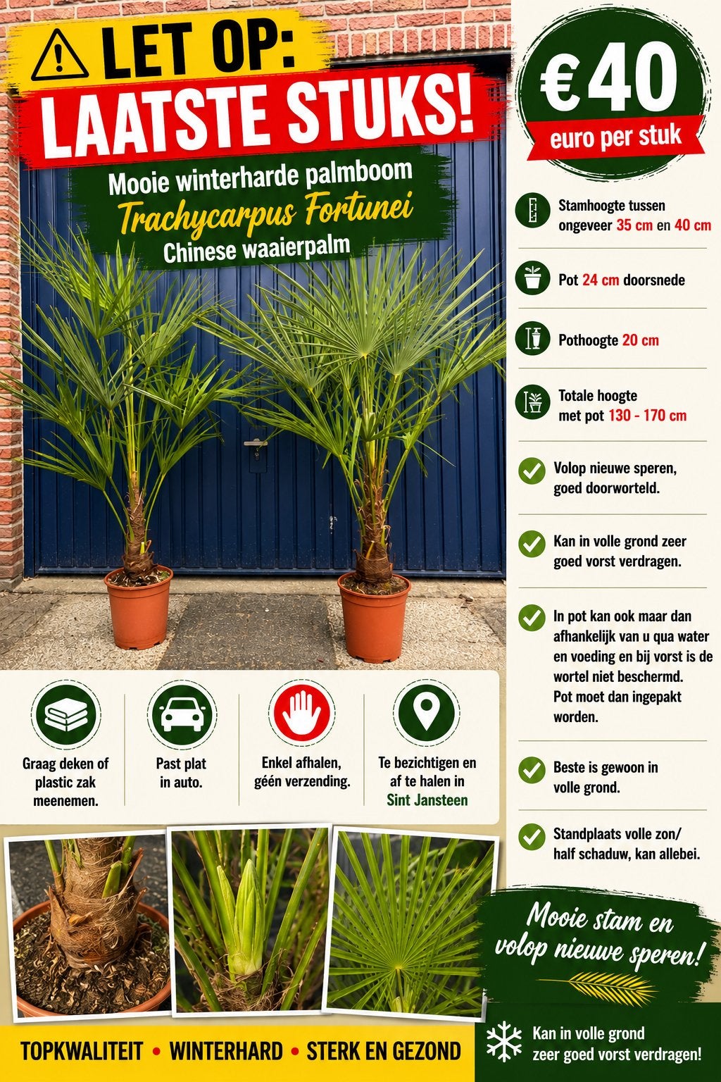 Palmen palm trachycarpus fortunei winterhard, Tuin en Terras, Ophalen