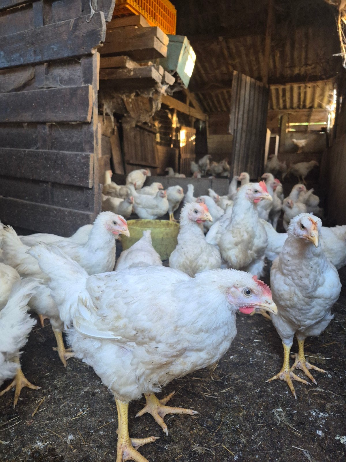 zware slachthanen, Dieren en Toebehoren