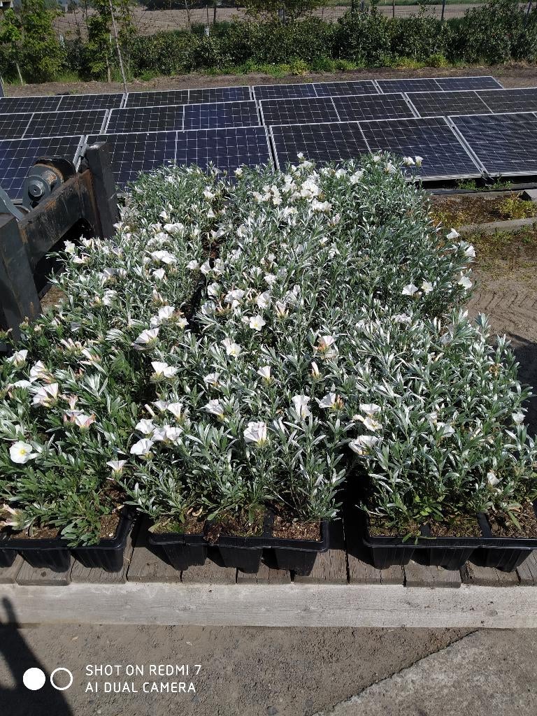 Zilverwinde, Autres espèces, Printemps, Plein soleil, Enlèvement