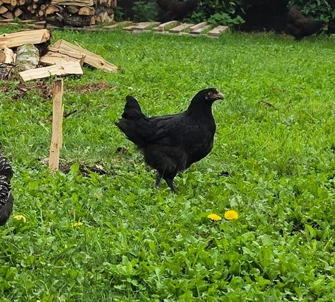Poule de Marans (jeune poulet), Animaux & Accessoires, Poule ou poulet