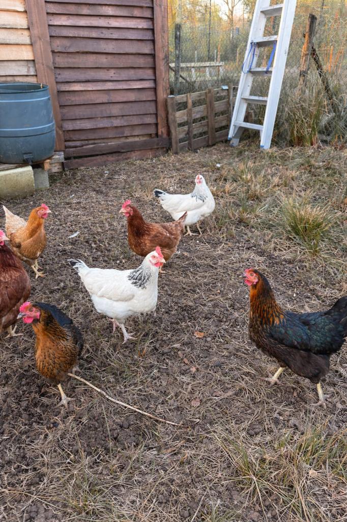 Broedeieren – ISA Brown / Sussex / Harco mix ( kruising), Dieren en Toebehoren, Pluimvee