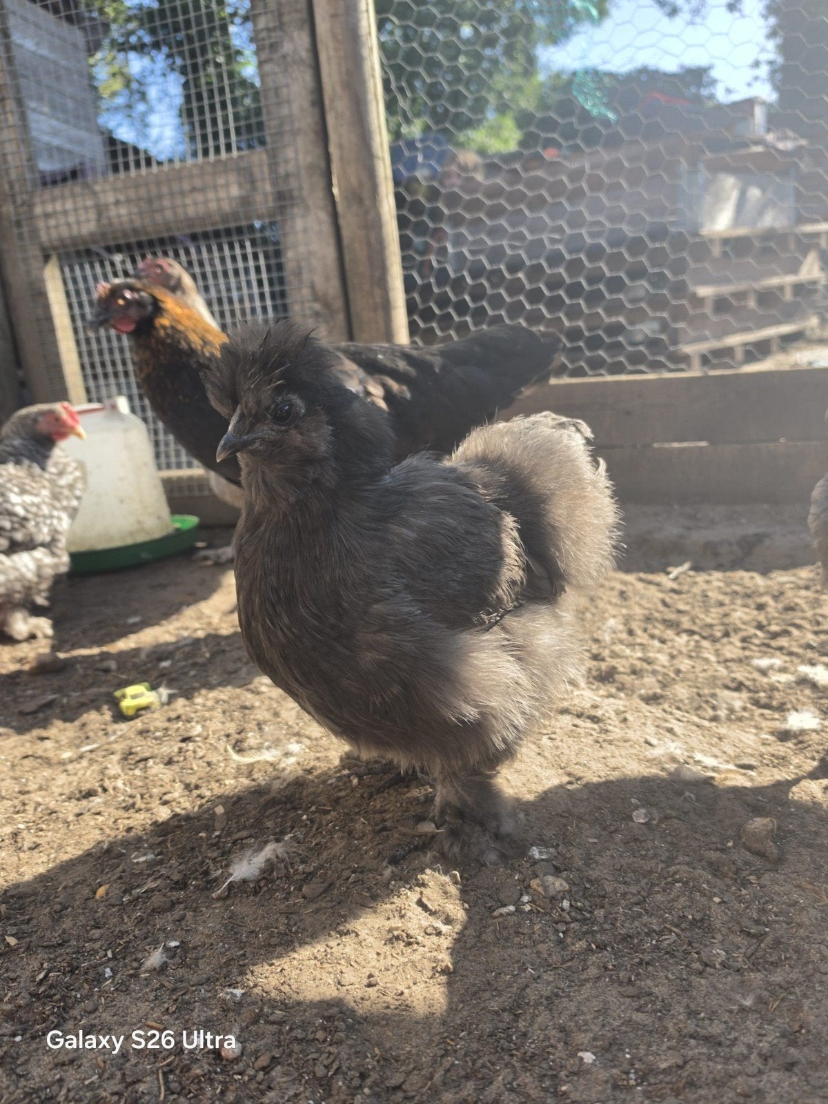 100% hennetjes kippen, Dieren en Toebehoren, Pluimvee, Vrouwelijk, Kip