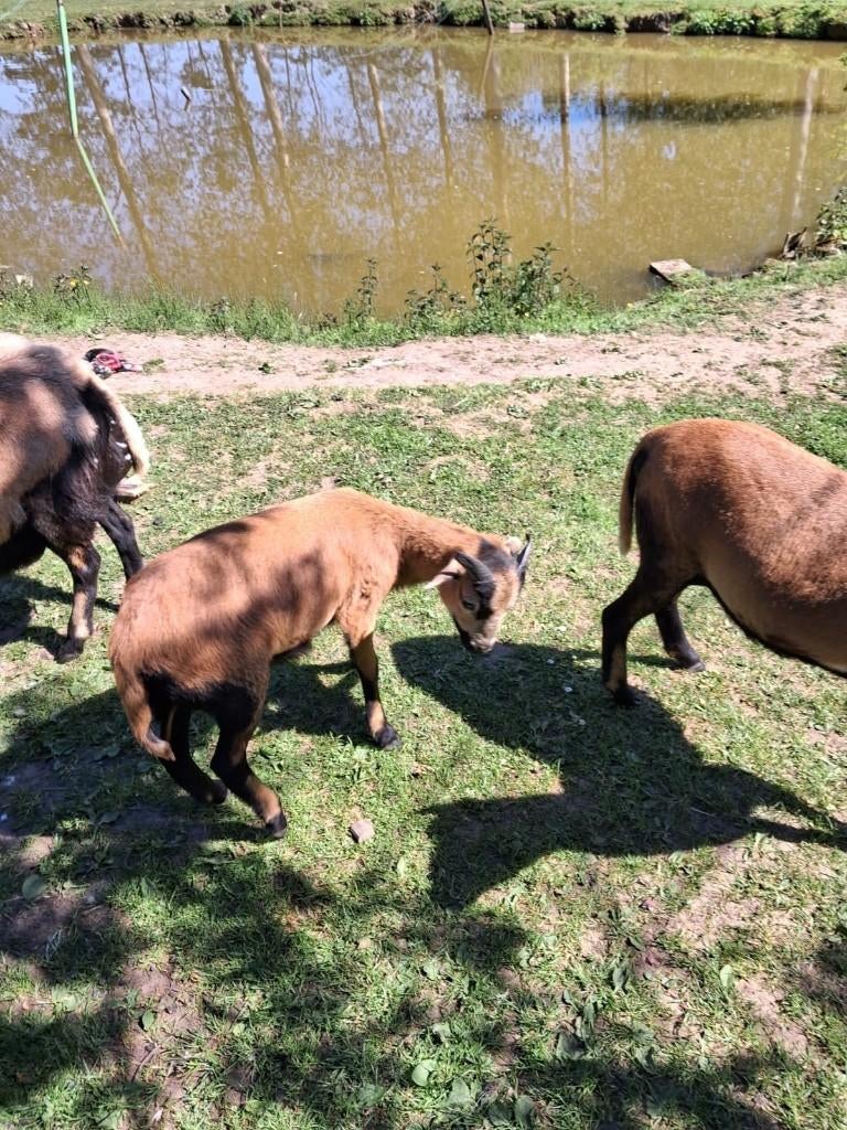 kameroen schaap bokje, Mâle, Mouton, 0 à 2 ans