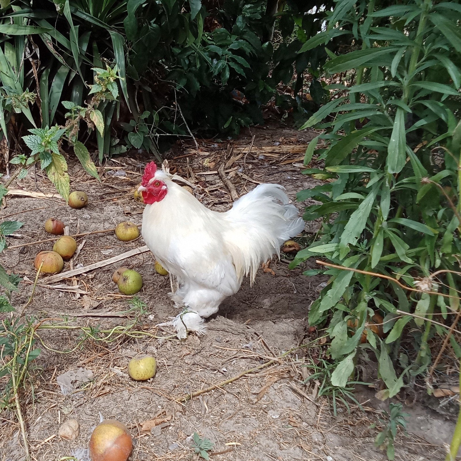 haan van zijdehoen/cochin kruising., Mâle, Poule ou poulet