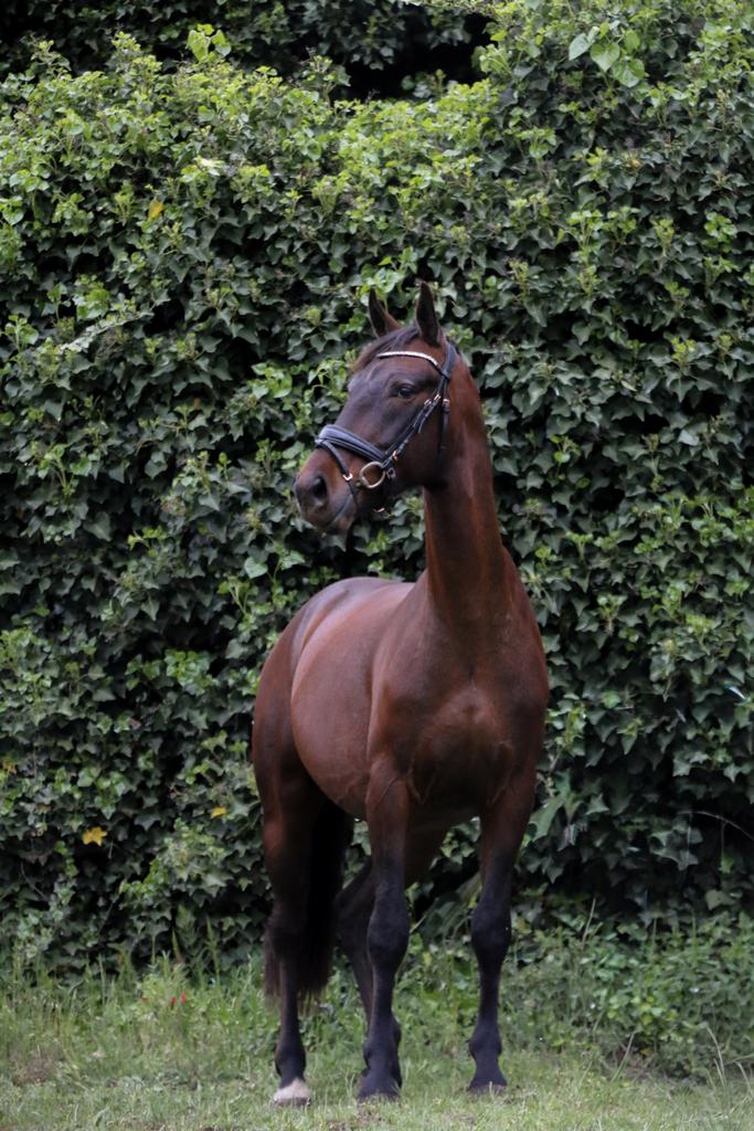 lieve 5 jarige KGPS ruin, Dieren en Toebehoren, Paarden, Met stamboom, Ruin, Dressuurpaard, Zadelmak