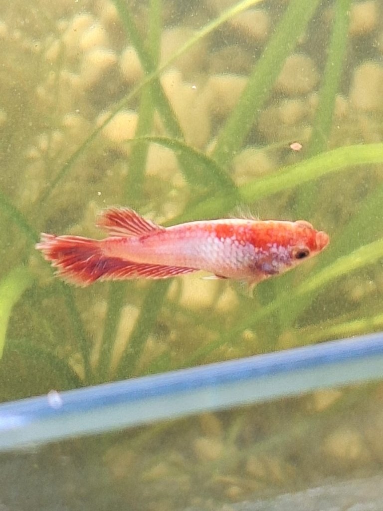 Betta te koop, Poisson, Poisson d'eau douce