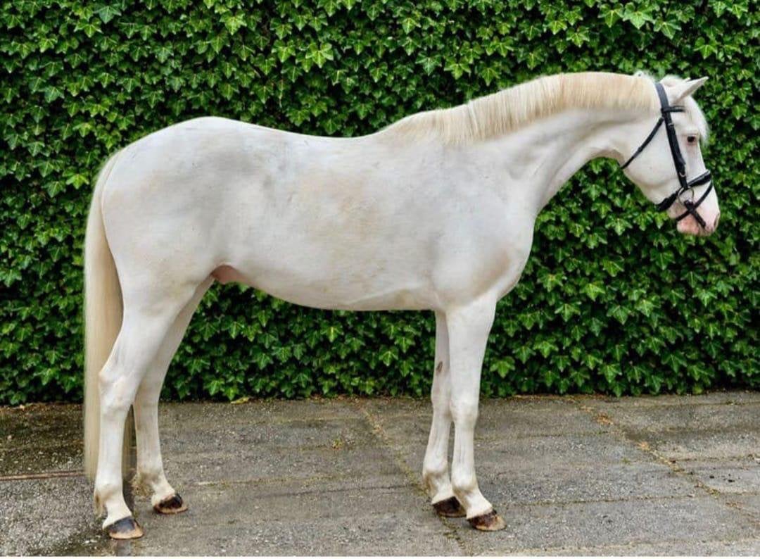 Knappe 5 jarige d pony cremello, Avec pedigree, B, Hongre, Poney D (1.37 m à 1.48m)