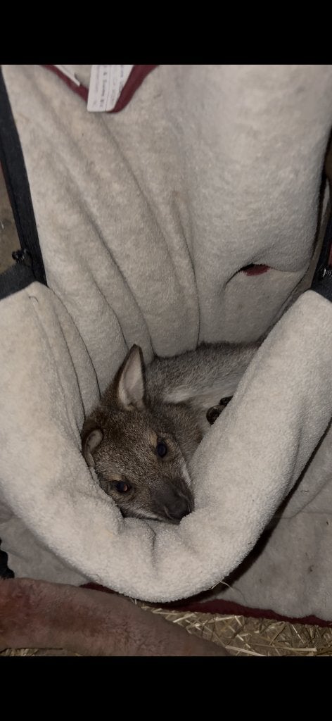 Opvang. Wallaby, Dieren en Toebehoren, Januari