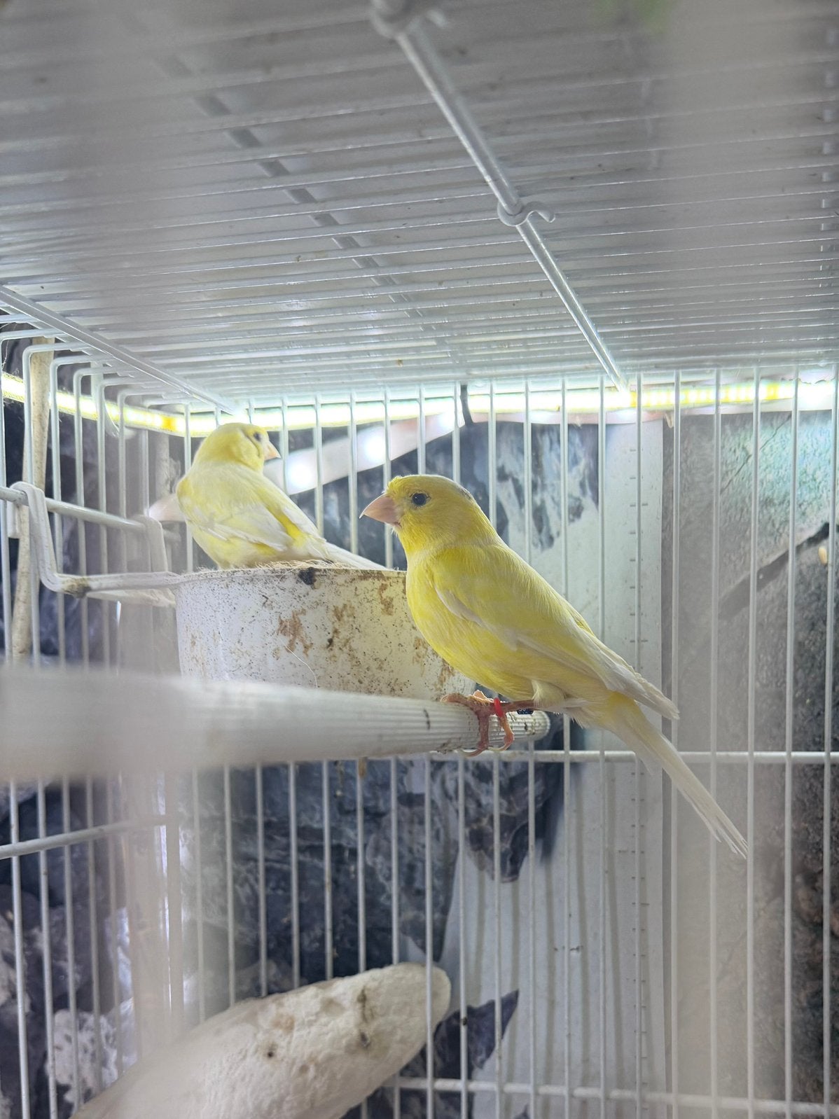Cananari, Animaux & Accessoires, Oiseaux | Accessoires, Enlèvement ou Envoi