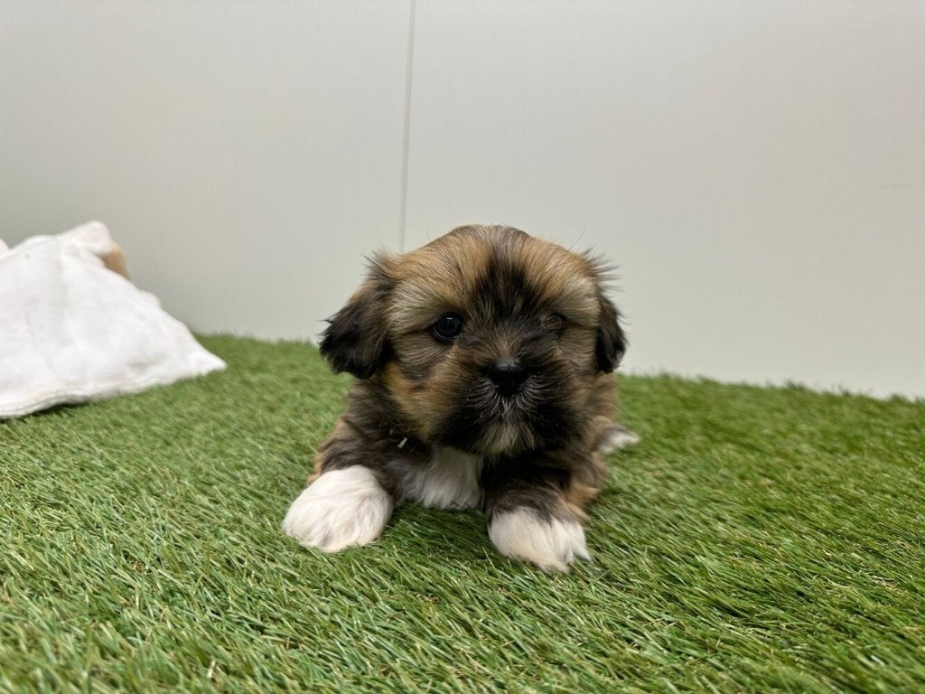 Nestje Lhasa Apso pups, Parvo, België, 8 tot 15 weken, Eén hond