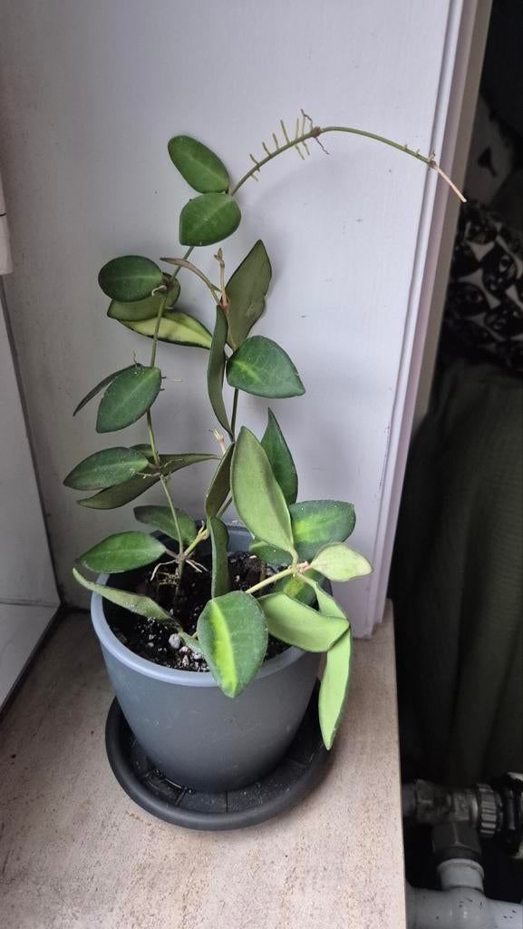 Hoya Sp.AFF.Burtoniae, Huis en Inrichting, Kamerplanten, Ophalen of Verzenden