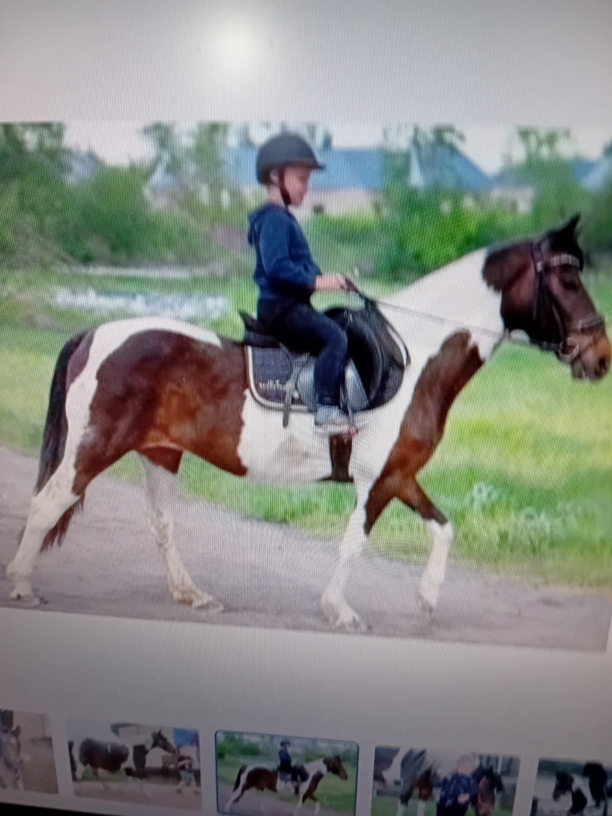 Pinto met veulen, Enlèvement