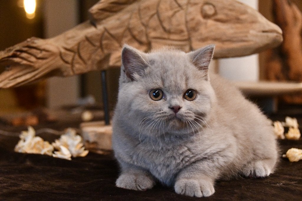 brits korthaar kitten, Kater, Met stamboom, 0 tot 2 jaar